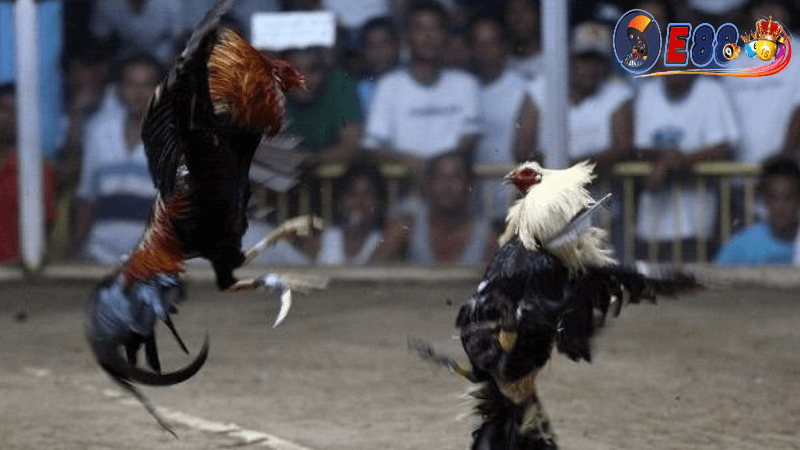 Đá gà cựa dao tại E88